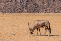 Spiesbok