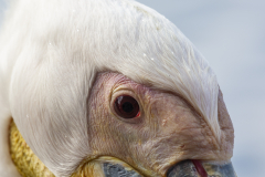 Great White Pelican