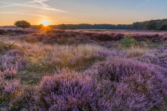 De hei bij Laren