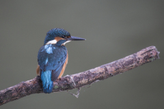 IJsvogel