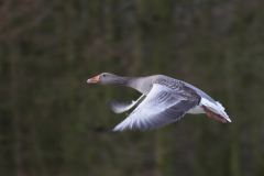 Grauwe Gans