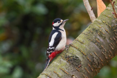 IMG_611Grote Bonte Specht9